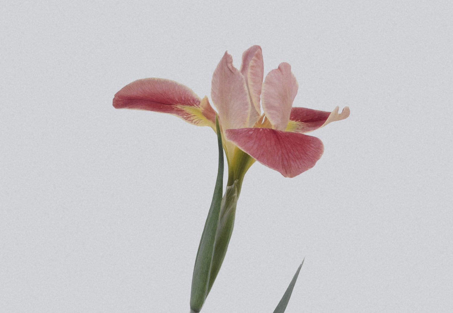 品があるって魅力的。上品な女性になれる7つのポイント